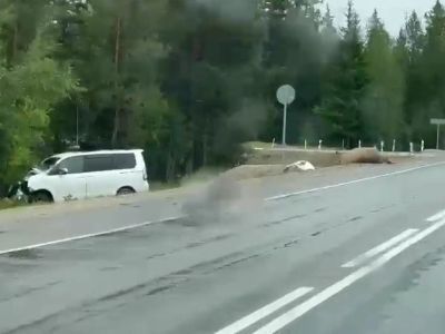 В Хангаласском районе на трассе микроавтобус сбил насмерть лошадь