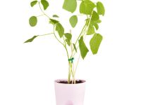 Набор для выращивания растений "Тысяча листьев", "Каркаде (гибискус сабдариффа)"