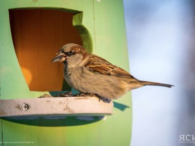Хлеб смертельно вреден для птиц: рекомендации орнитолога из Якутии по зимнему подкармливанию