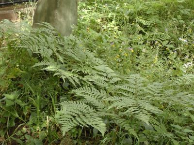 Братское захоронение советских воинов, погибших в 1919 г.