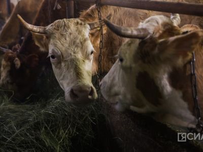 Мегино-Кангаласский, Амгинский и Горный улусы признаны лучшими в АПК Якутии