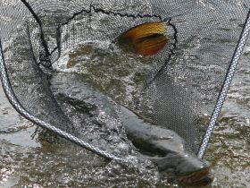 Сплав, отдых и рыбалка на реке Амга. Маршрут: В. Амга - Оннес (390 км.)