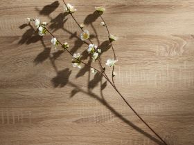 Ветвь Buona Pasqua I