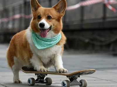 В Госдуму внесли поправку о добровольной маркировке домашних животных