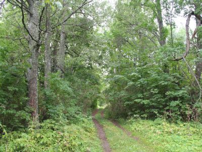 Усадебный парк