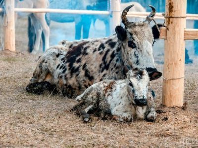 В Якутии пятый год отмечают День сайылыка