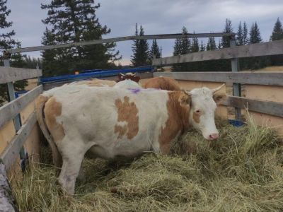 Хозяйство из Томпонского улуса закупило племенной скот