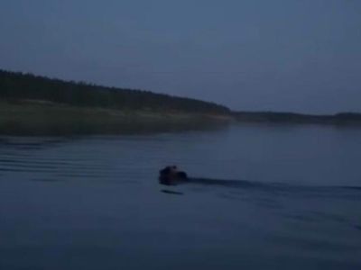 Бурый медведь переплыл реку Вилюй недалеко от города Нюрбы