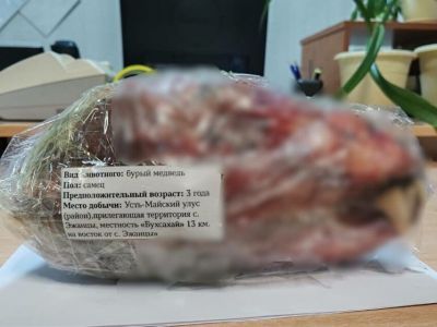 Медведя-шатуна в январе отстрелили в Усть-Майском районе Якутии