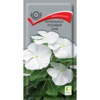 Катарантус розовый Халиф