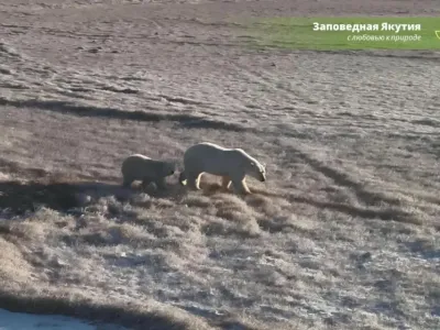 15 белых медведей насчитали в нижнеколымском резервате «Курдигино-Крестовая»