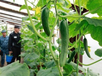 В исправительных учреждениях Якутии осуждённые выращивают огурцы
