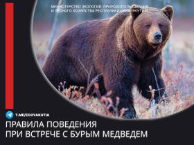 В Якутии выдали разрешения на добычу более 500 бурых медведей