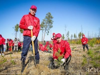 Сохранить лесное богатство. Около 2000 саженцев сосны посадили в Якутске
