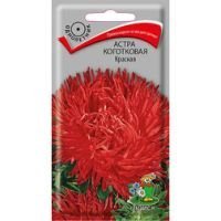 Астра коготковая Красная