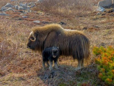 У якутских овцебыков, завезенных на остров Завьялова, появилось пополнение