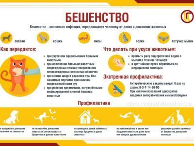 Всемирный день борьбы с бешенством - 28 сентября
