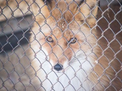 В зоопарке «Орто Дойду» планируют создать центр реабилитации диких животных