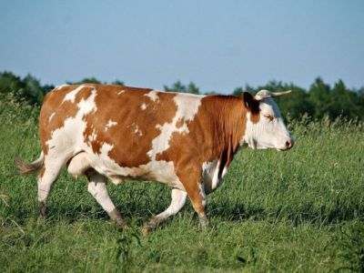 Житель Томпонского района похитил корову у односельчанина, забил ее, а мясо продал