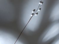 Ветвь Ramo di neve