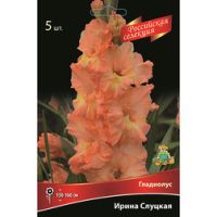 Гладиолус Ирина Слуцкая (5шт)