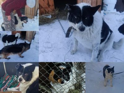 Якутский Хатико: пес Толстый, ждавший погибшую хозяйку возле ларька, нашел новую семью