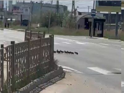 Видео: утка с десятком птенцов перешла дорогу в Якутске по пешеходному переходу