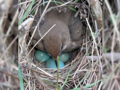 Якутянин обнаружил во дворе гнездо птицы, которую редко можно увидеть