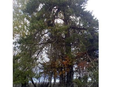 Священная роща