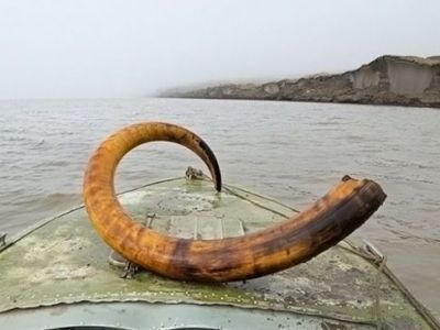 Бивни мамонтов принесут стране доход