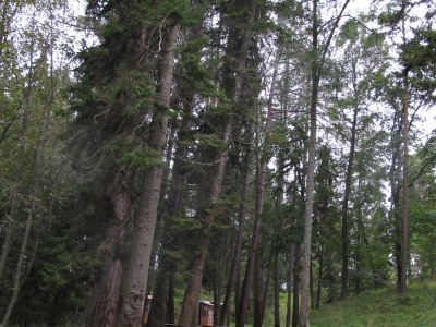 Пихтовая аллея