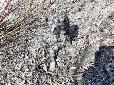 Якутянка спасла тонущего в реке Алдан щенка