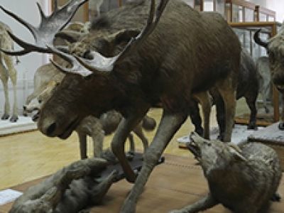Экспозиция зоологического музея и гербария им. Э.А.Эверсмана.