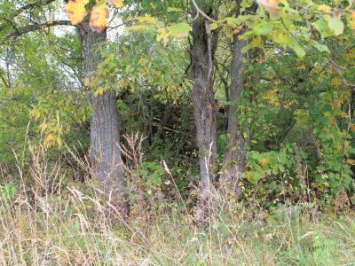 Усадебный парк