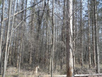 Участок леса, засаженный культурой сосны весной 1925 года по инициативе учащихся и учителей Пандиковской сельской школы в память В.И. Ленина