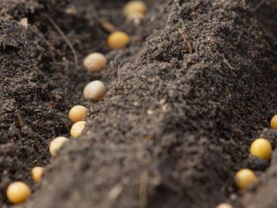 Роскачество остановило выпуск семян, незаконно использовавших Знак качества