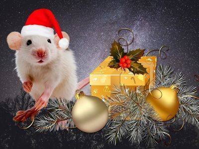 Год Крысы-2020: 12 новогодних примет на счастье