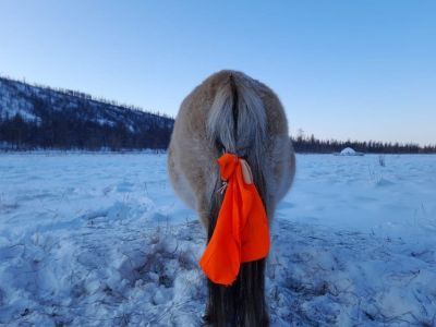 Как защитить лошадей от волков: эксперт разобрал народные методы