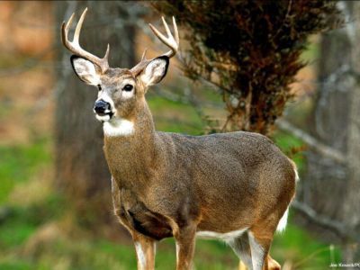 У диких оленей обнаружили антитела к "омикрону"