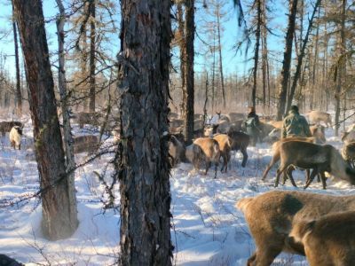 Маркировку домашних северных оленей проводят ветеринары в Нерюнгринском районе