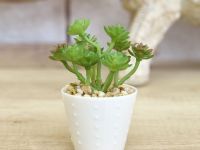 Суккулент Macerino