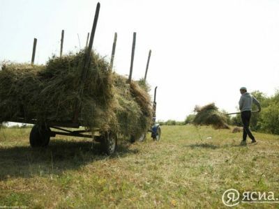 80 млн рублей направят на доплату мобильным бригадам для заготовки сена в Якутии