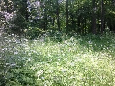 Изба Славянинова