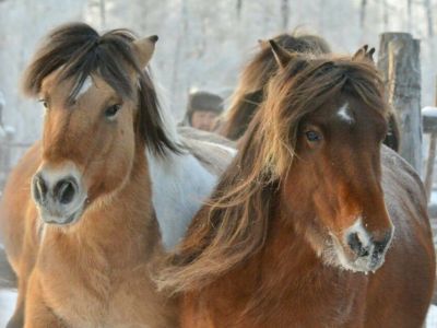 Ветеринары рассказали о причине гибели лошадей в Якутии