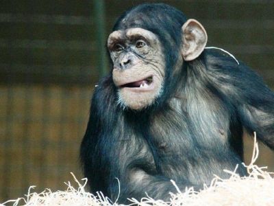 Роспотребнадзор усилил меры контроля на границе из-за оспы обезьян