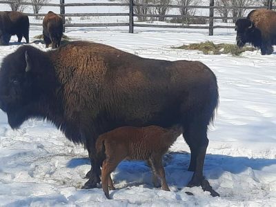Первые пять телят лесных бизонов родились в питомнике «Усть-Буотама» в Якутии