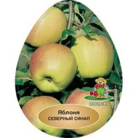 Яблоня Северный синап (подвой семенной)