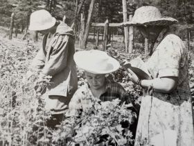 «Ранетки лежали под снегом»: история первого в Якутии яблоневого сада