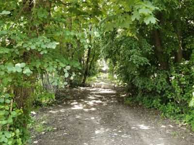 Фрагмент парковой аллеи