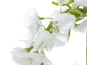 Цветок Ostra I